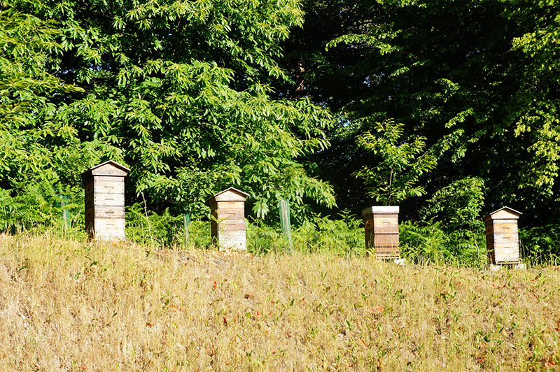 Photos de ruches